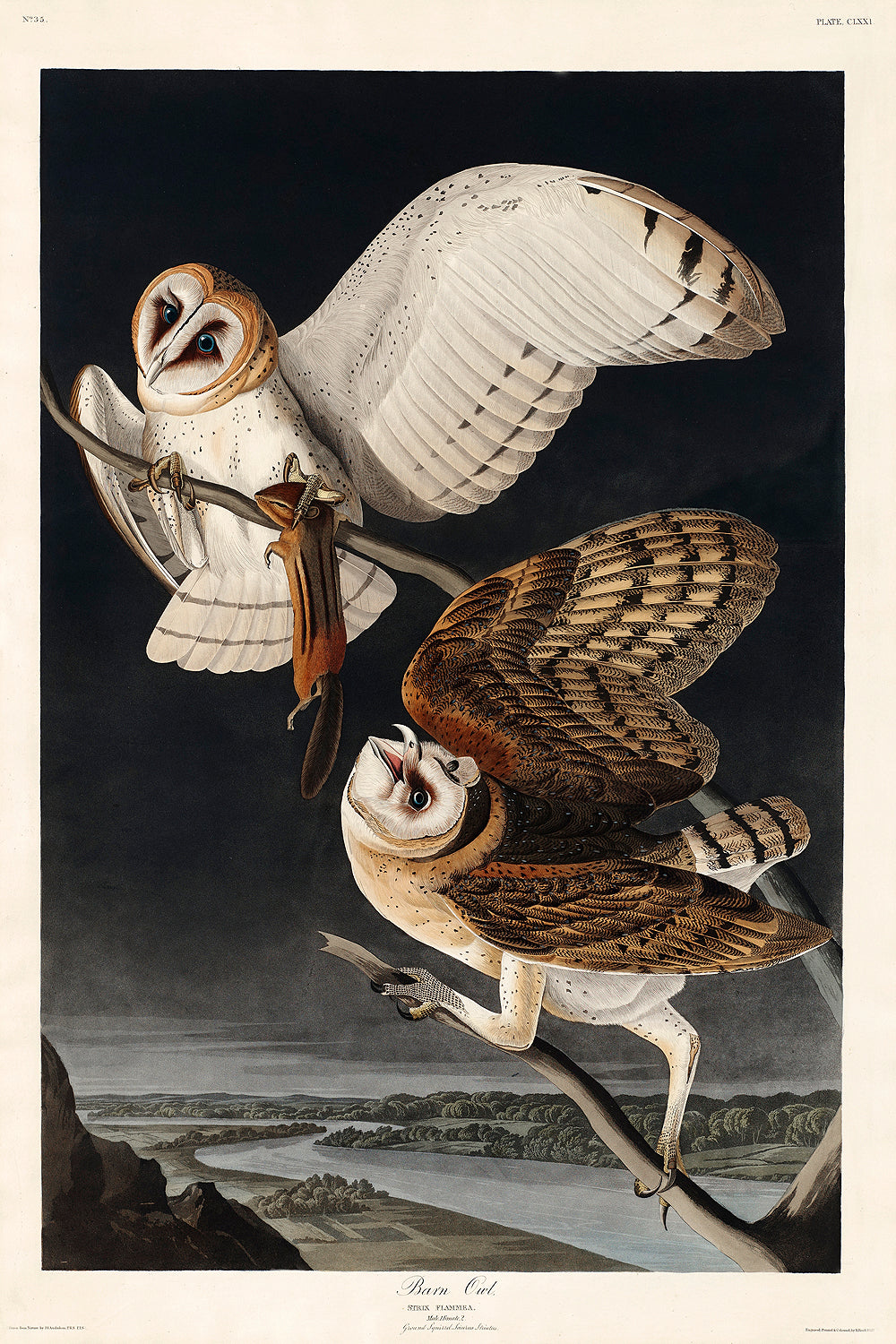 A framed print of two barn owls in flight against a dark background, with a black frame.