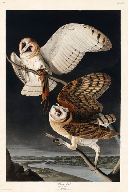 A framed print of two barn owls in flight against a dark background, with a black frame.