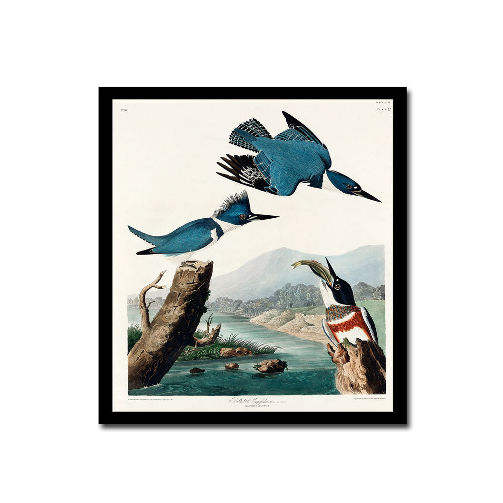 Blue Jay by John J. Audubon