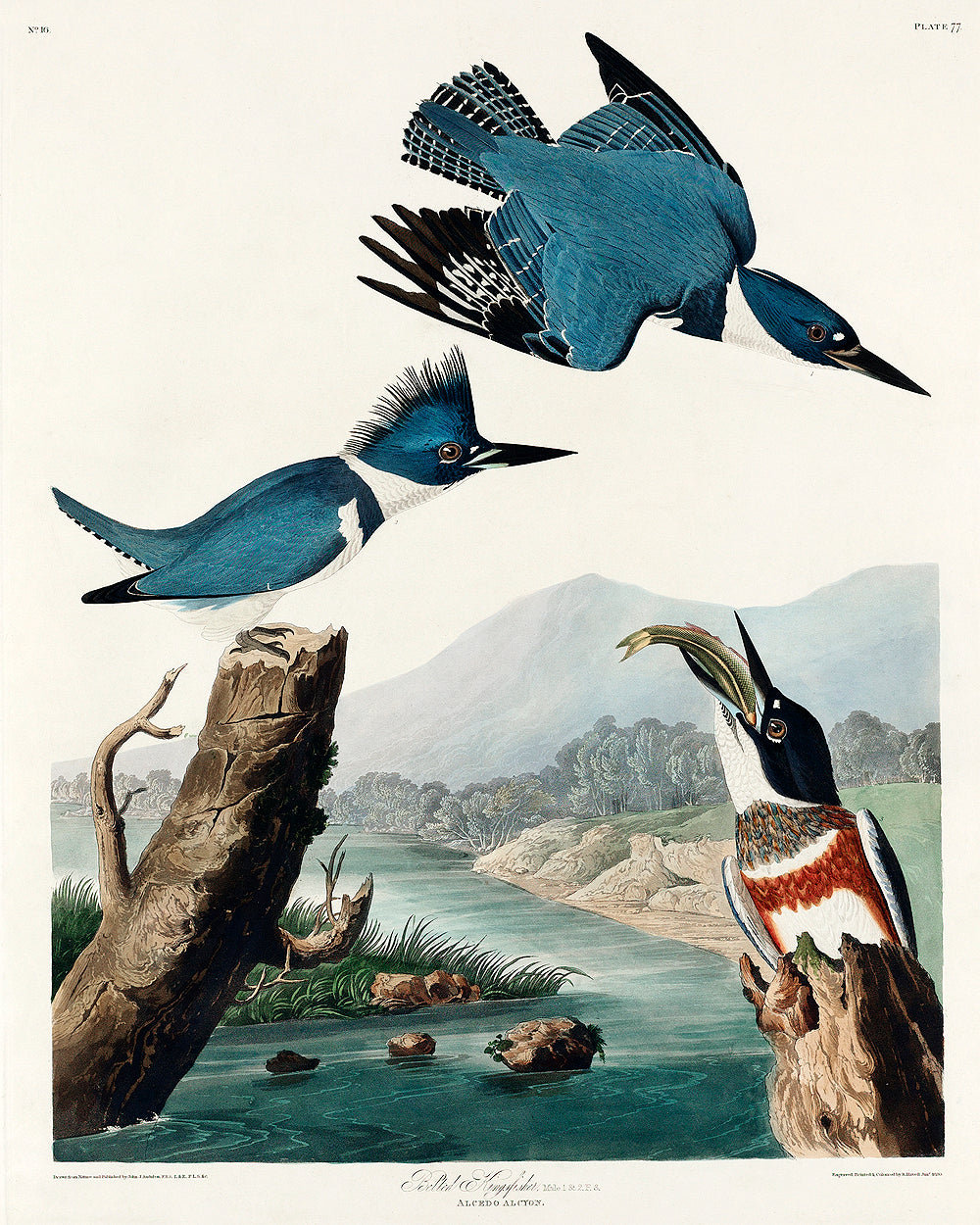 Belted Kingfisher by John J. Audubon