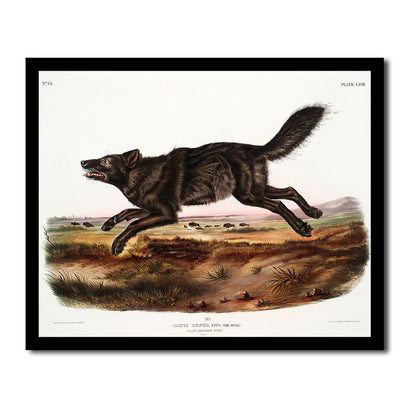 Black American Wolf by John J. Audubon