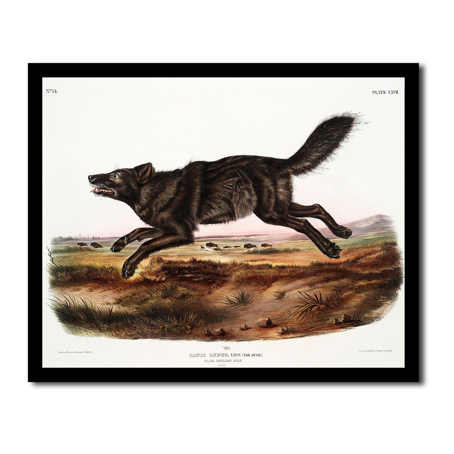 Black-footed Ferret by John J. Audubon