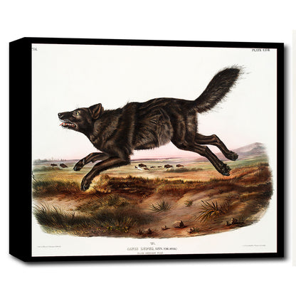A framed print of a black American wolf by John J. Audubon, depicting the animal in a natural landscape.