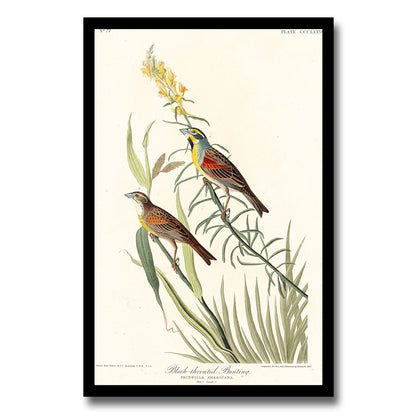 Black & Yellow Warblers by John J. Audubon