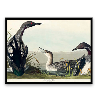 Black-Throated Diver by John James Audubon  | Choose Style | Size & Trim Color