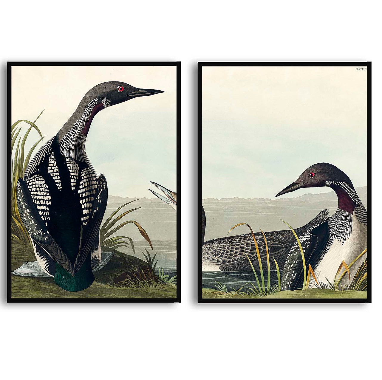 Black-Throated Diver by John James Audubon  | Choose Style | Size & Trim Color