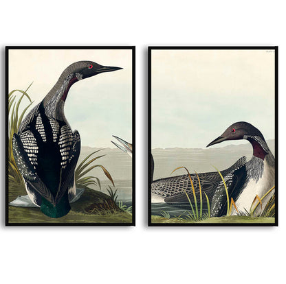 Black-Throated Diver by John James Audubon  | Choose Style | Size & Trim Color