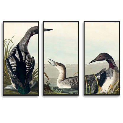 Black-Throated Diver by John James Audubon  | Choose Style | Size & Trim Color