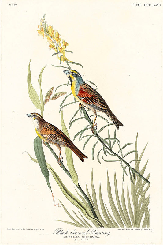 Black-Throated Bunting from Birds of America (1827) by John James Audubon