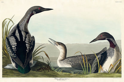 Black-Throated Diver by John J. Audubon