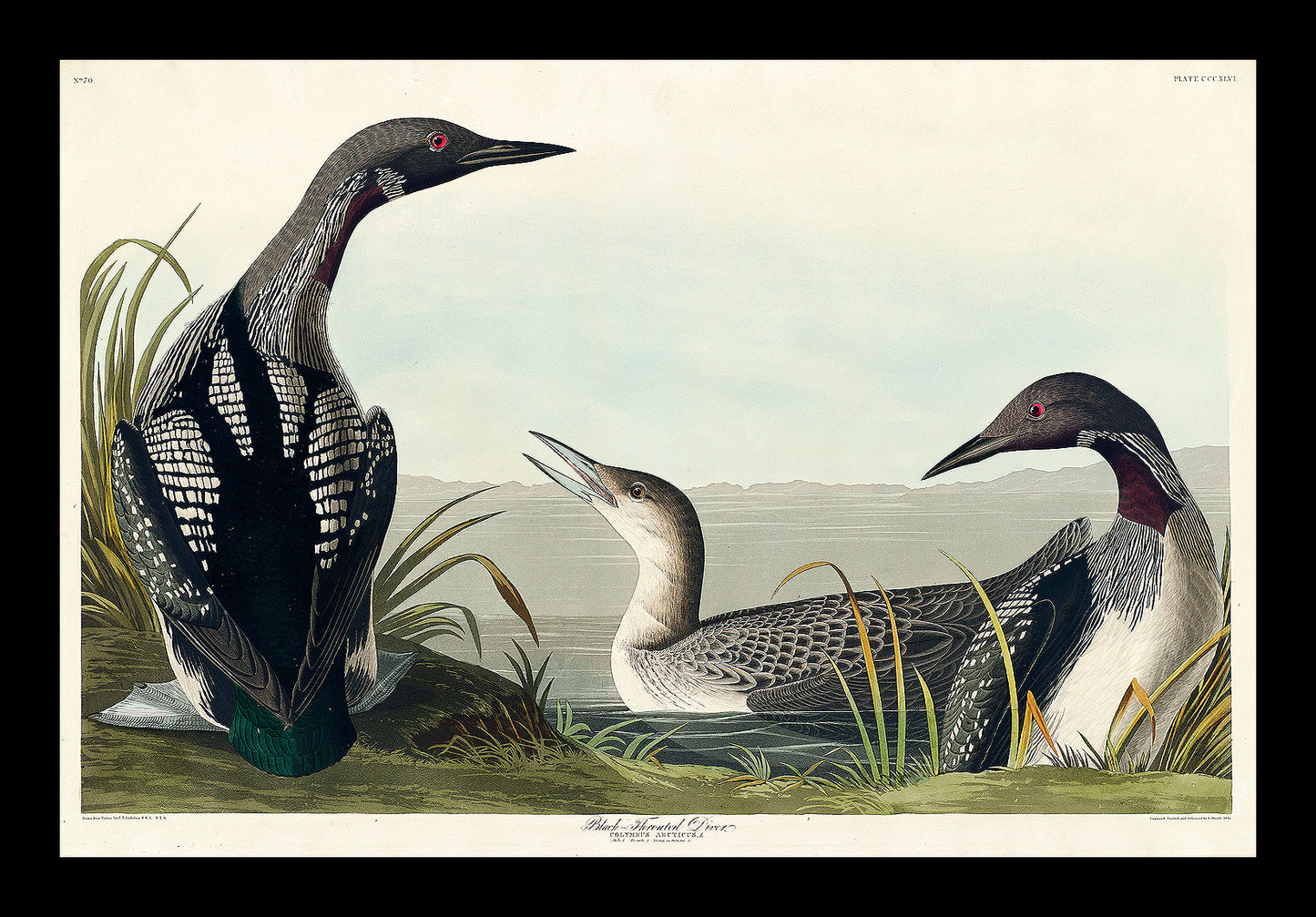 Black-Throated Diver by John J. Audubon