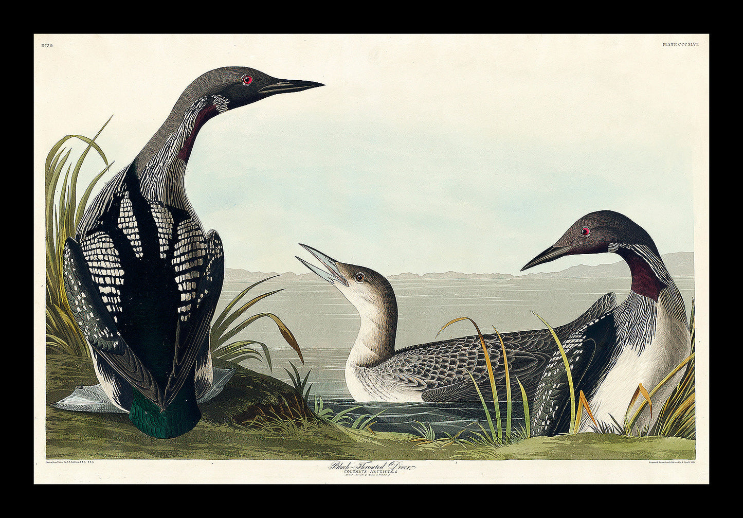 Black-Throated Diver by John J. Audubon