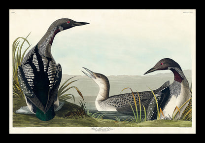 Black-Throated Diver by John J. Audubon