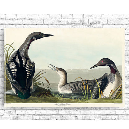 Black-Throated Diver by John J. Audubon
