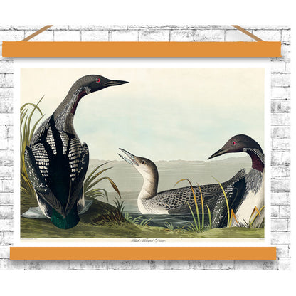 Illustration of three loons on a white brick wall background