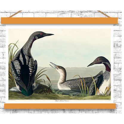 Black-Throated Diver by John J. Audubon
