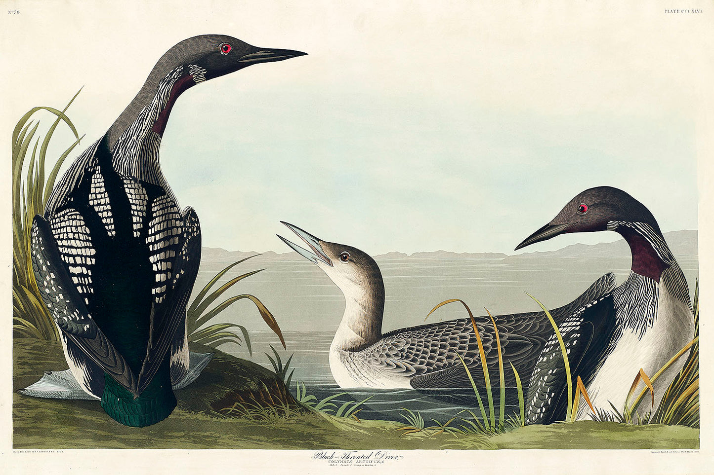 Black-Throated Diver from Birds of America (1827) by John James Audubon