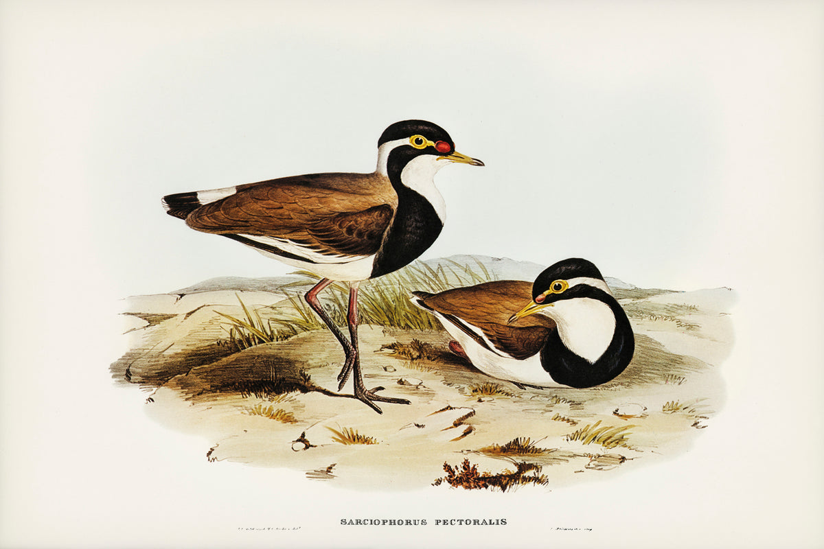 Black-breasted Pewit by Elizabeth Gould (1804-1841)
