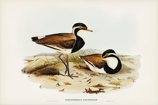 Black-breasted Pewit by Elizabeth Gould (1804-1841)