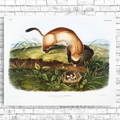A framed print depicting a Black-footed Ferret in a natural landscape setting.