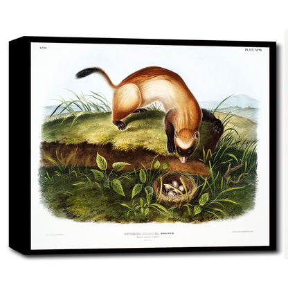Black-footed Ferret by John J. Audubon