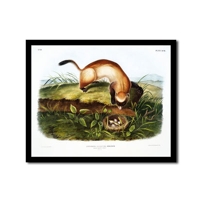 Leopard Spermophile by John J. Audubon