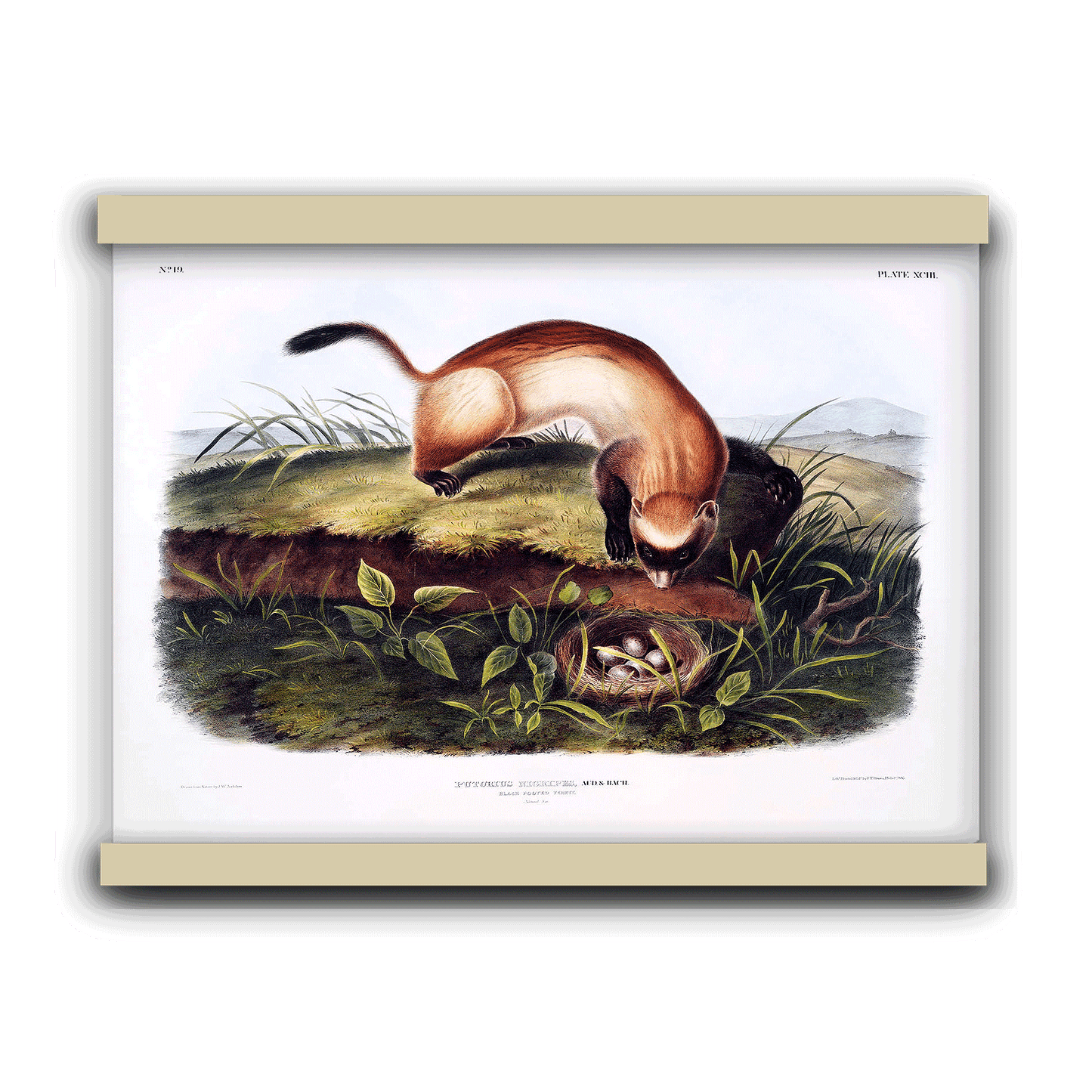 Black-footed Ferret (Putorius nigripes) by John James Audubon | Hanging Canvas Art | Choice of Board Colors