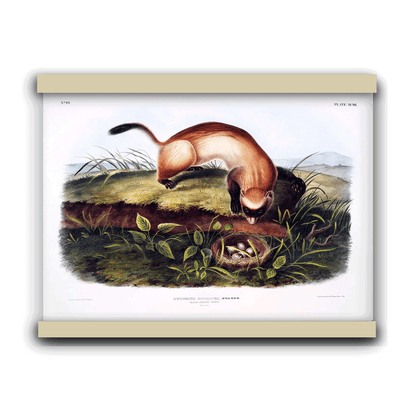 Black-footed Ferret (Putorius nigripes) by John James Audubon | Hanging Canvas Art | Choice of Board Colors