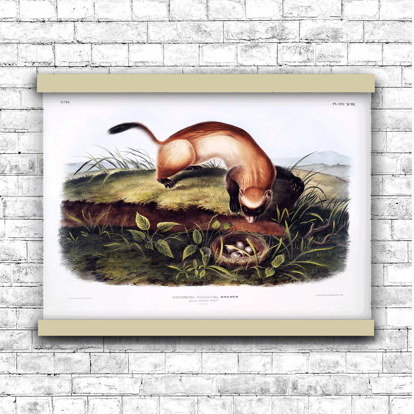 Black-footed Ferret (Putorius nigripes) by John James Audubon | Hanging Canvas Art | Choice of Board Colors
