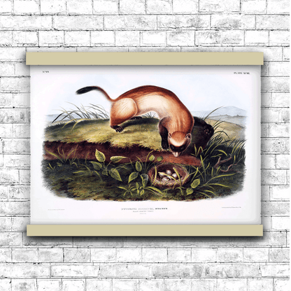 Black-footed Ferret (Putorius nigripes) by John James Audubon | Hanging Canvas Art | Choice of Board Colors