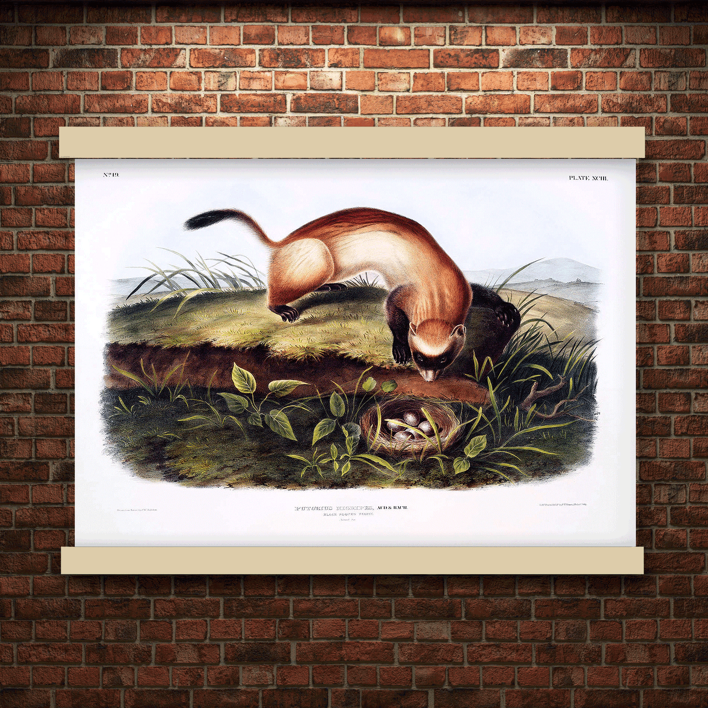 Black-footed Ferret (Putorius nigripes) by John James Audubon | Hanging Canvas Art | Choice of Board Colors