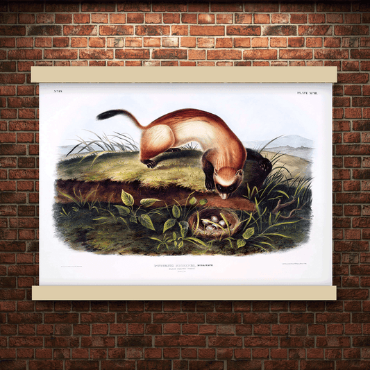 Black-footed Ferret (Putorius nigripes) by John James Audubon | Hanging Canvas Art | Choice of Board Colors