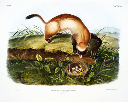 A framed print depicting a Black-footed Ferret in a natural landscape setting.
