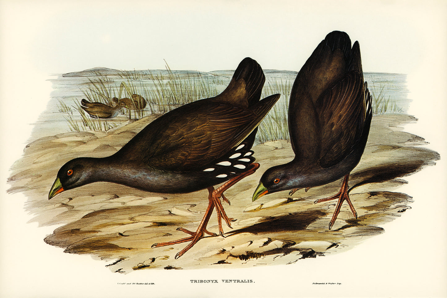 Black-tailed Tribonyx by Elizabeth Gould (1804-1841)