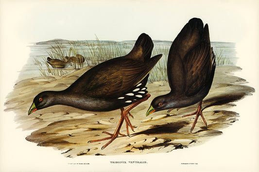 Black-tailed Tribonyx by Elizabeth Gould (1804-1841)