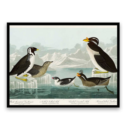 Black-throated Guillemot, Nobbed-billed Auk by John James Audubon  | Choose Style | Size & Trim Color