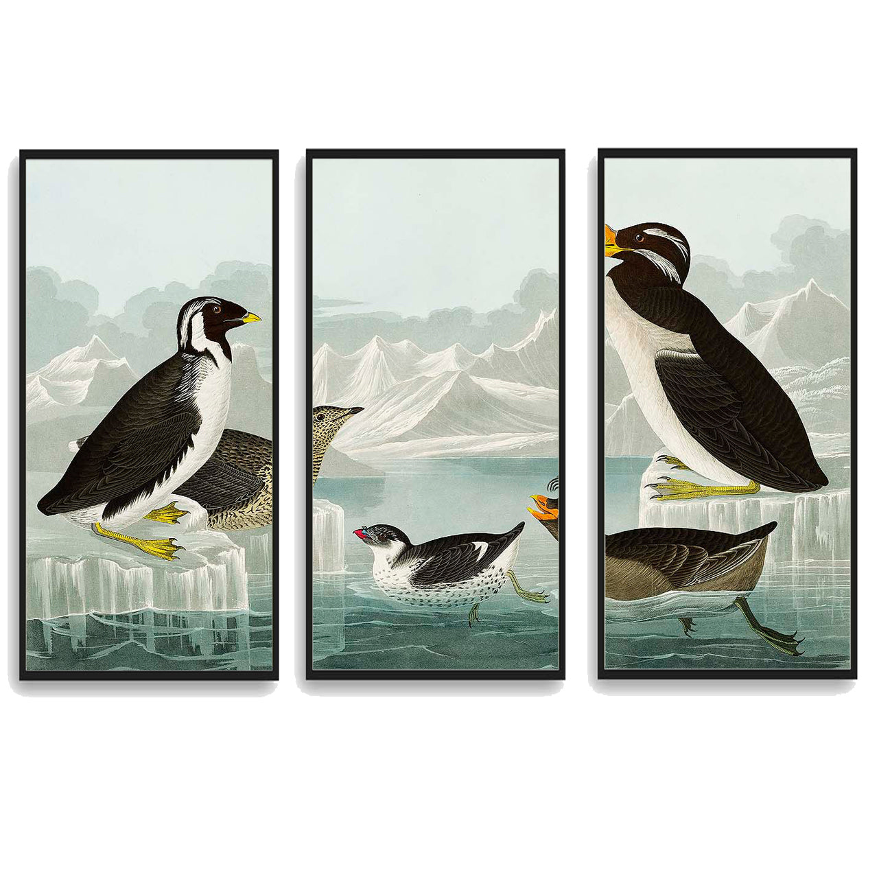 Black-throated Guillemot, Nobbed-billed Auk by John James Audubon  | Choose Style | Size & Trim Color