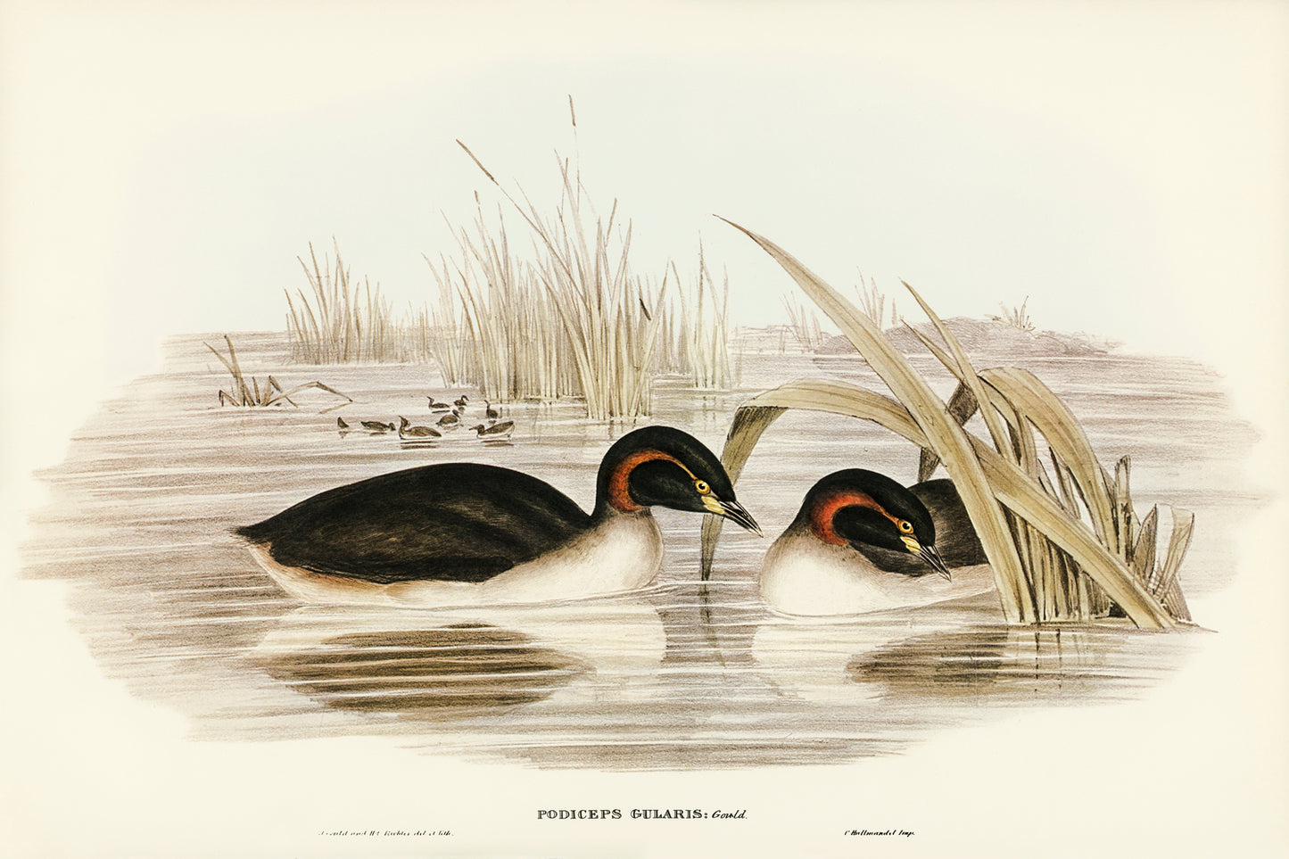 Black-throated Grabe by Elizabeth Gould (1804-1841)