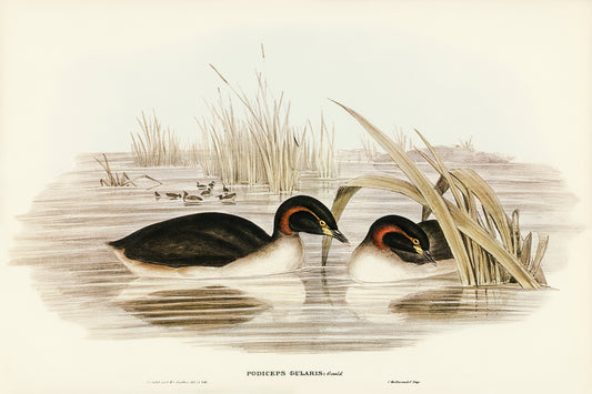 Black-throated Grabe by Elizabeth Gould (1804-1841)