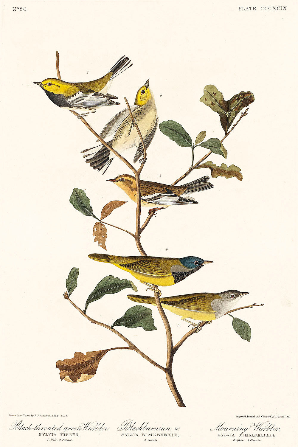 Black-throated green Warbler, Blackburnian and Mourning Warbler