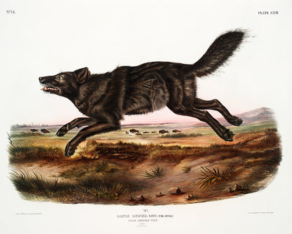 A framed print of a black American wolf by John J. Audubon, depicting the animal in a natural landscape.