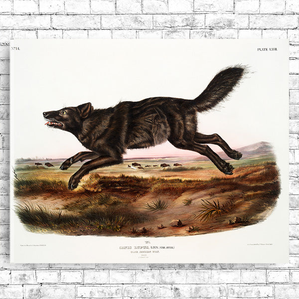 Black American Wolf by John J. Audubon