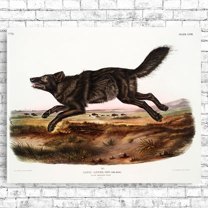 Black American Wolf by John J. Audubon
