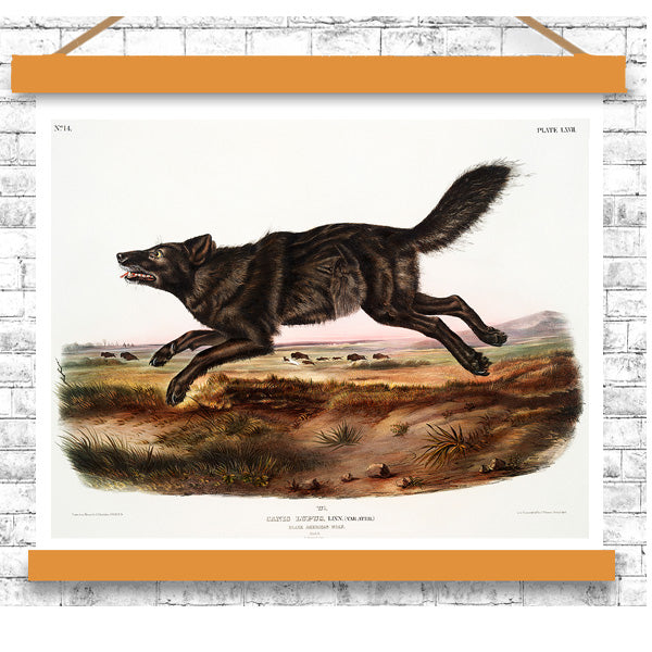 Black American Wolf by John J. Audubon