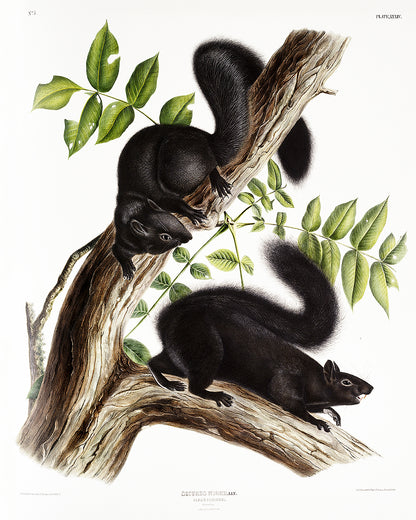 A framed print depicting two black squirrels on a branch with leaves, showcasing the artwork 'Black Squirrel' by John J. Audubon.