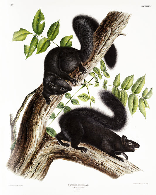 A framed print depicting two black squirrels on a branch with leaves, showcasing the artwork 'Black Squirrel' by John J. Audubon.