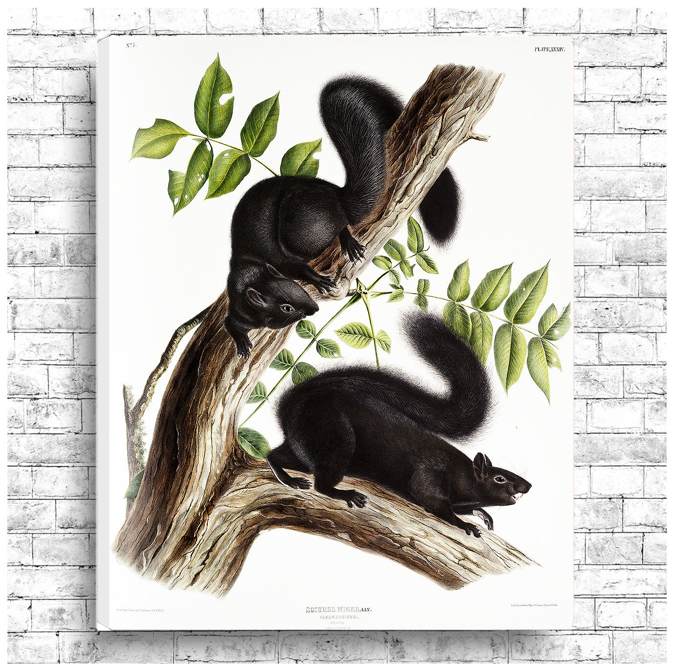 A framed print depicting two black squirrels on a branch with leaves, showcasing the artwork 'Black Squirrel' by John J. Audubon.
