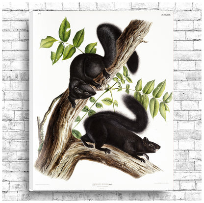 A framed print depicting two black squirrels on a branch with leaves, showcasing the artwork 'Black Squirrel' by John J. Audubon.