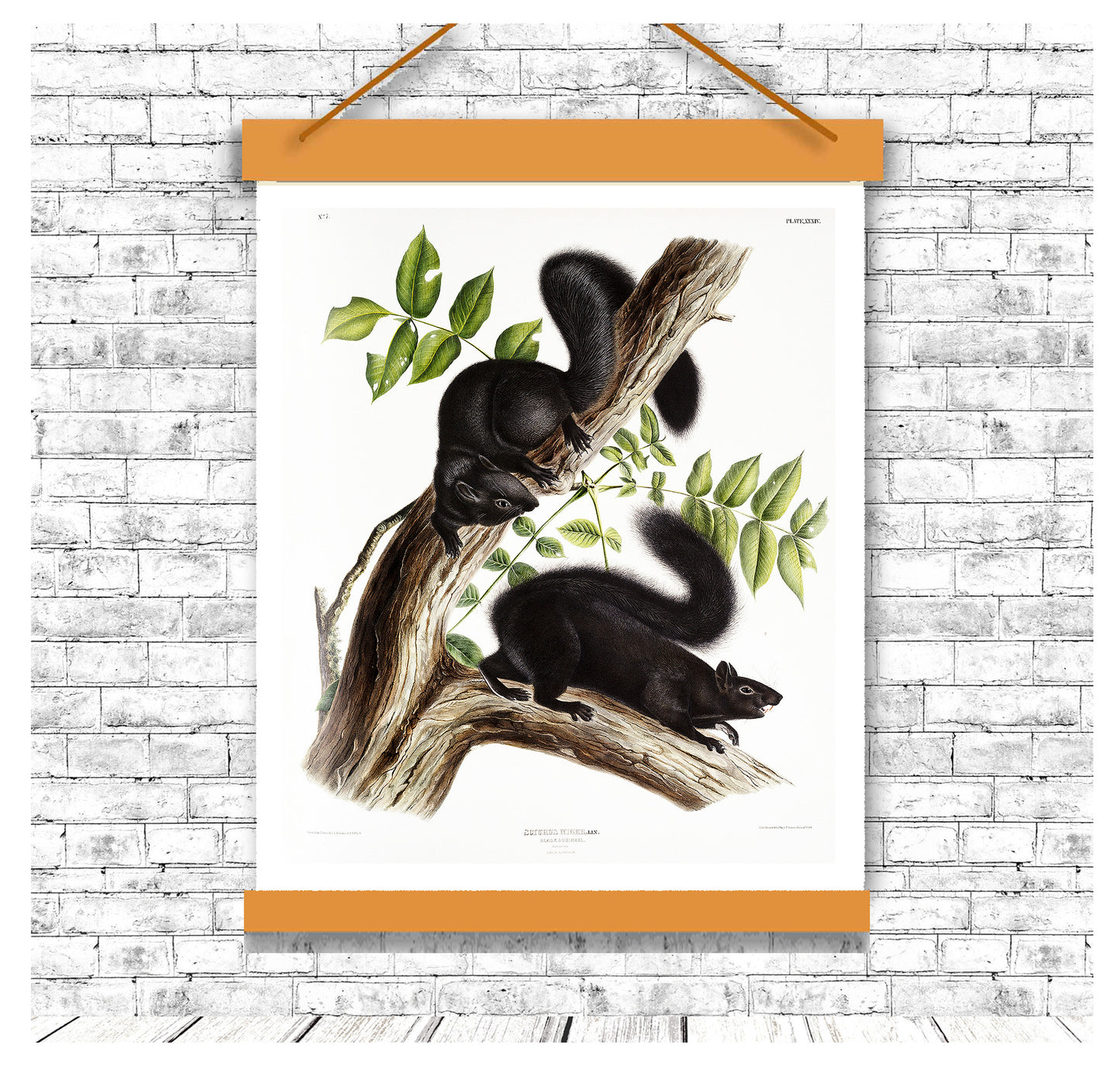 Black Squirrel by John J. Audubon