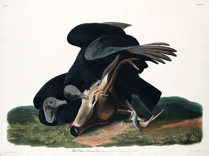A printed art piece featuring a black vulture or carrion crow interacting with a dead animal, presented on a flat surface.